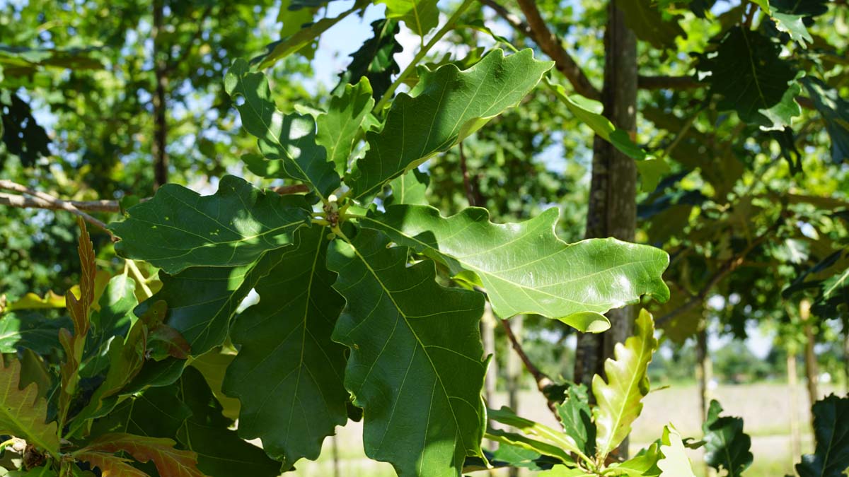 Quercus vilmoriniana 'Limburg' op stam