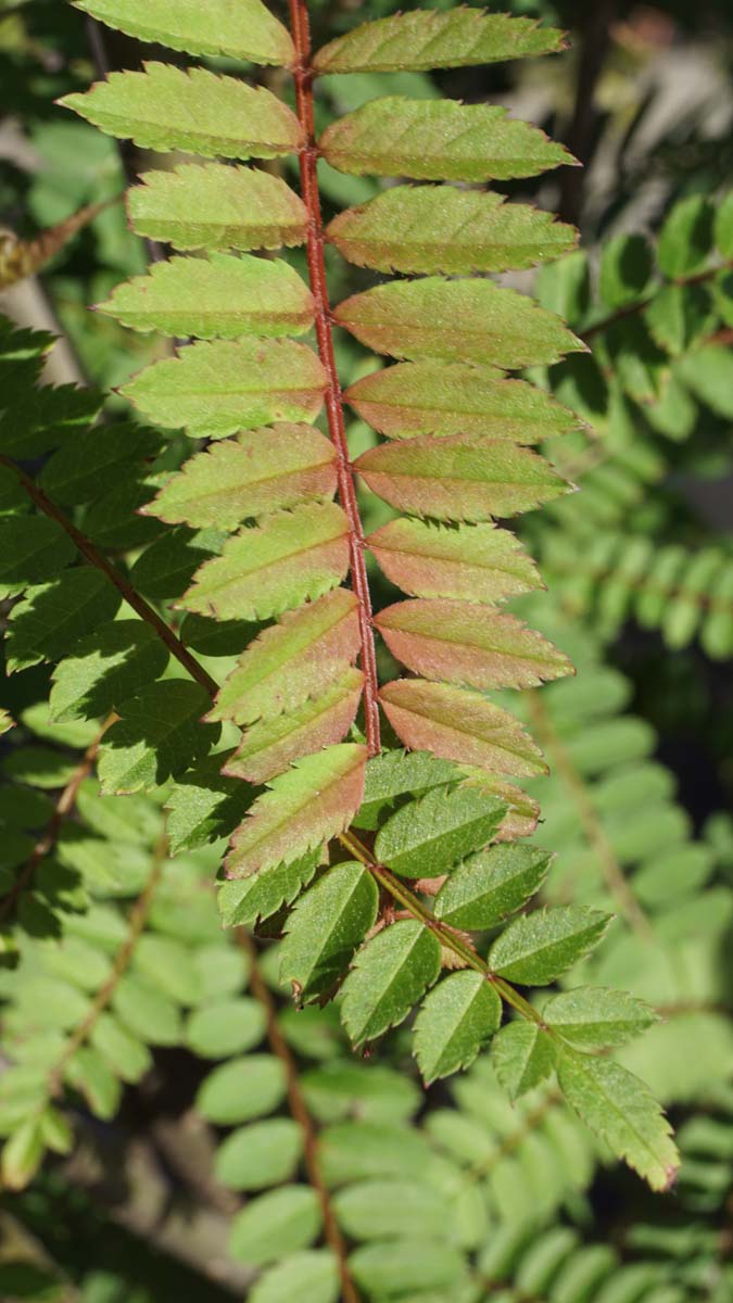 Sorbus frutescens albocarmesinae Tuinplanten blad