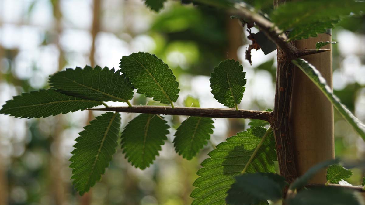 Hemiptelea davidii op stam