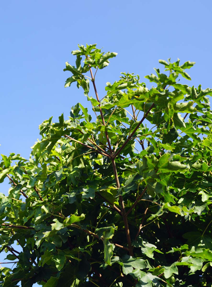 Acer campestre 'Nanum' solitair