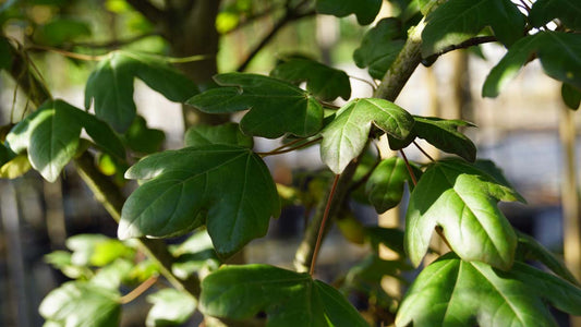 Acer campestre 'Red Shine' Tuinplanten