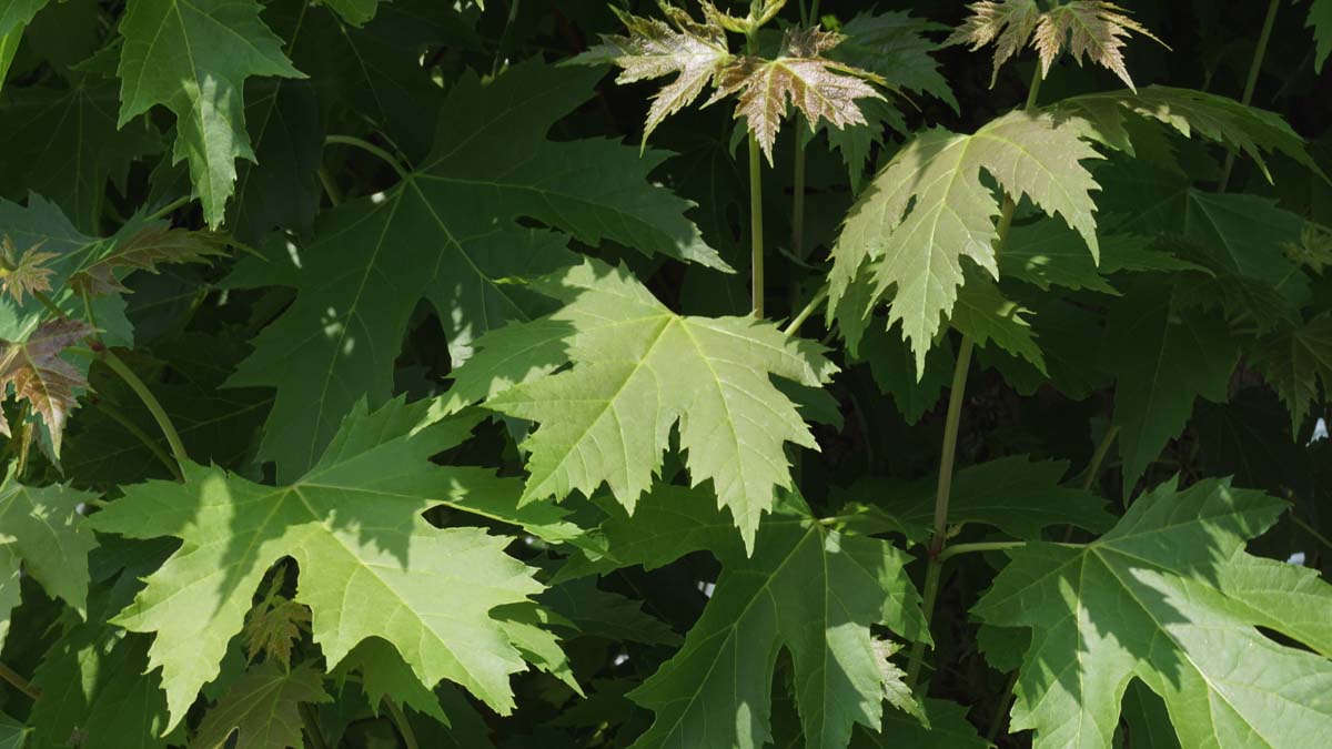 Acer freemanii meerstammig / struik