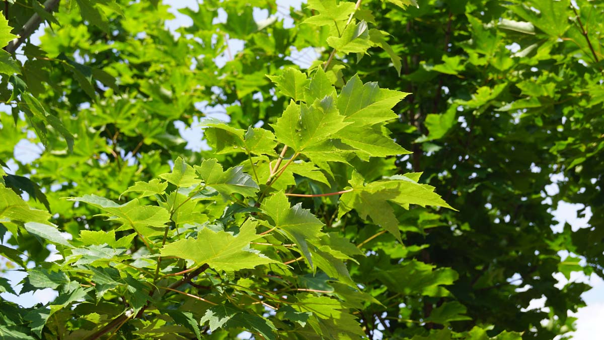 Acer freemanii 'Scarsen' op stam