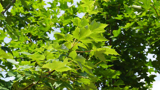 Acer freemanii 'Scarsen' Tuinplanten