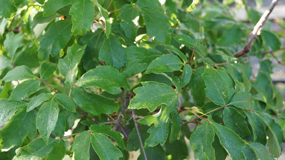 Acer griseum haagplant blad
