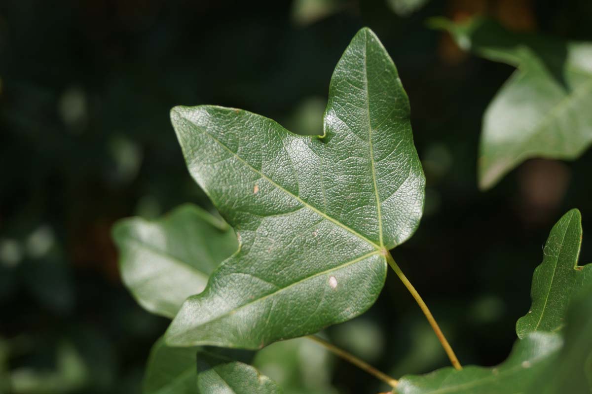 Acer monspessulanum solitair