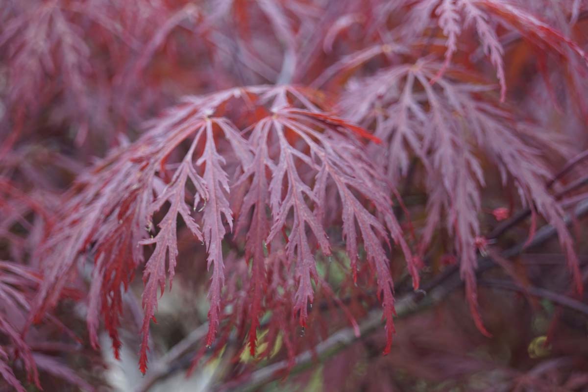 Acer palmatum 'Garnet' Tuinplanten blad