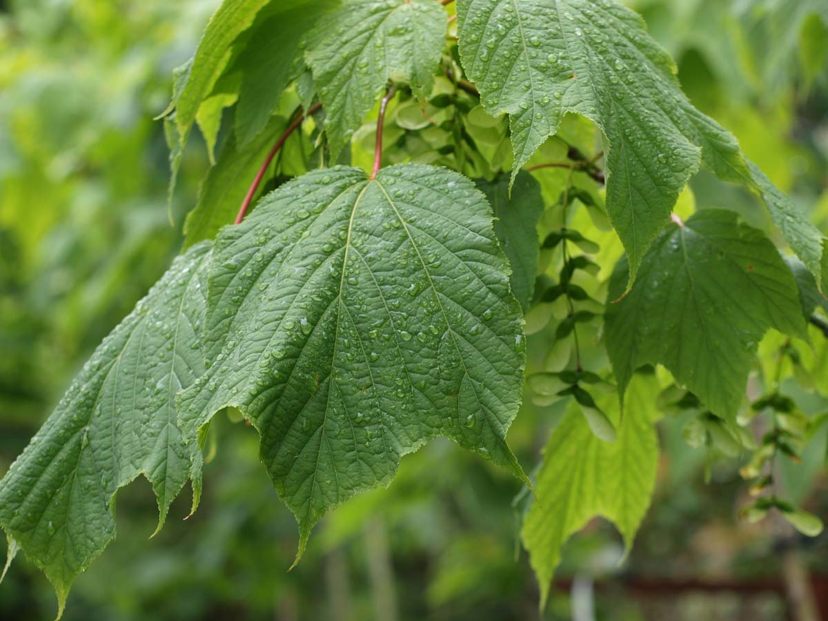 Acer pensylvanicum haagplant