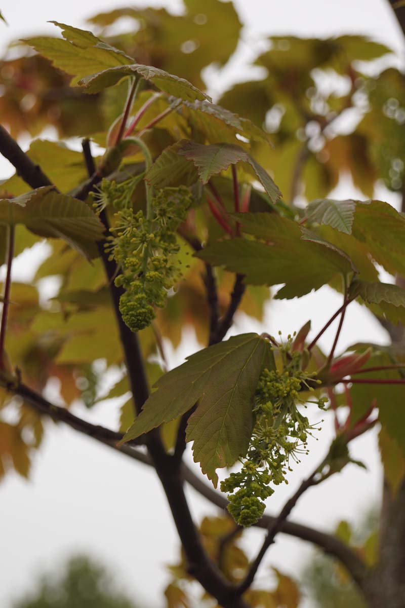 Acer palmatum 'Purpureum' op stam