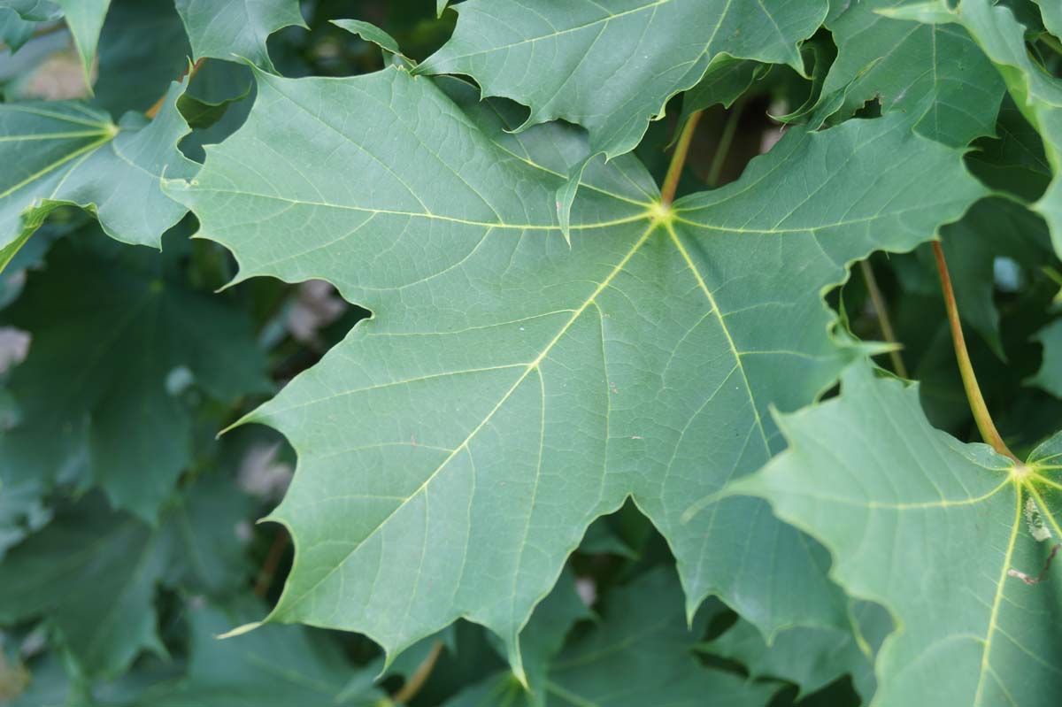 Acer platanoides 'Columnare' meerstammig / struik blad