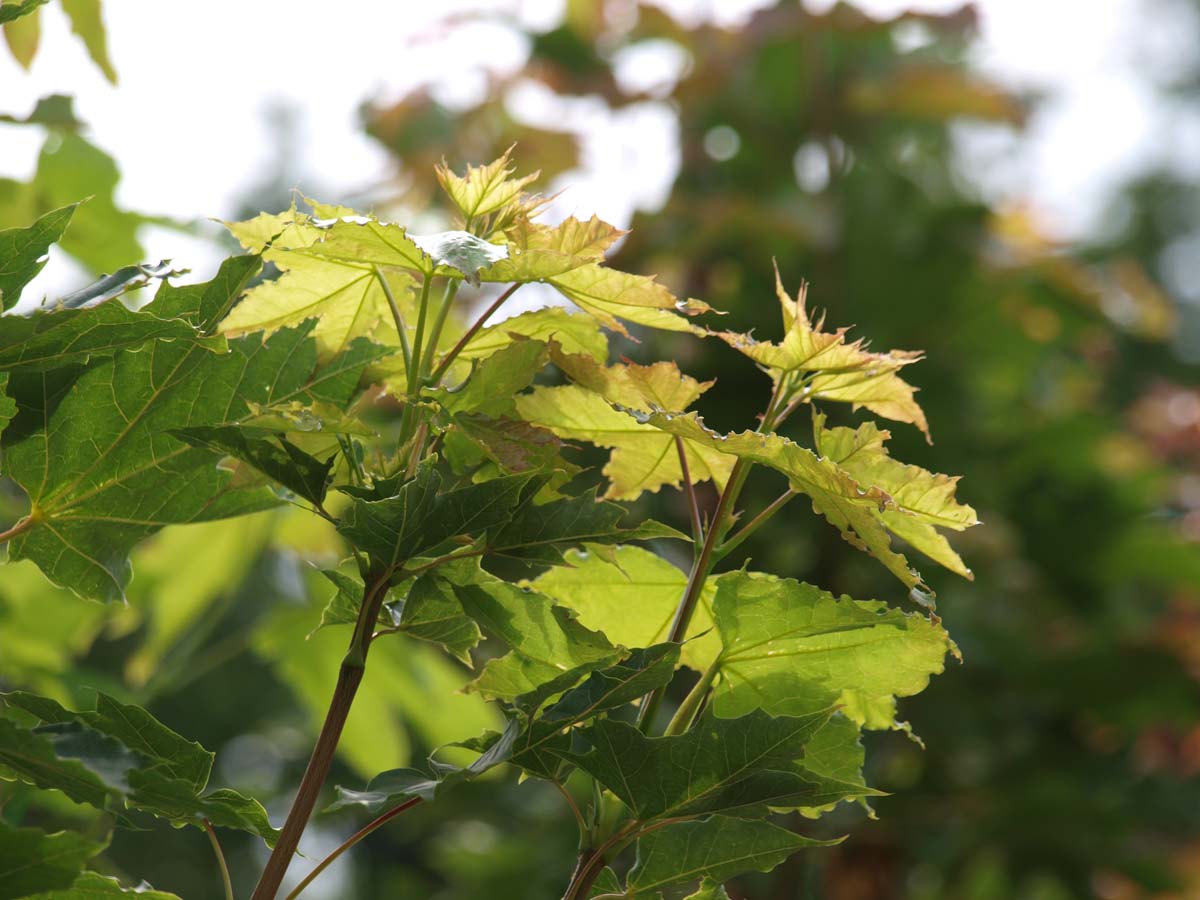 Acer platanoides 'Emerald Queen' op stam