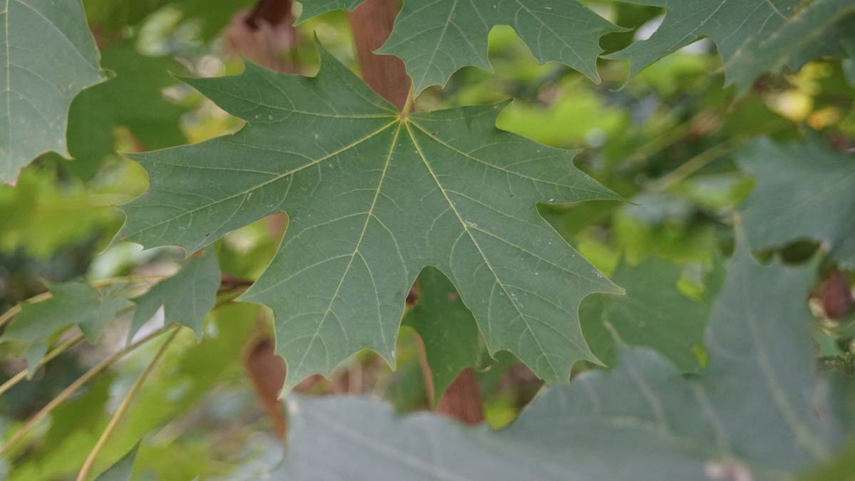 Acer platanoides 'Olmsted' meerstammig / struik blad