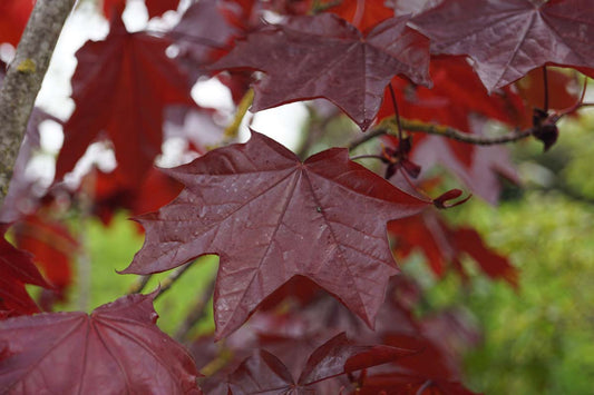 Acer platanoides 'Royal Red' haagplant blad