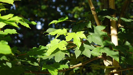 Acer pseudoplatanus Tuinplanten blad