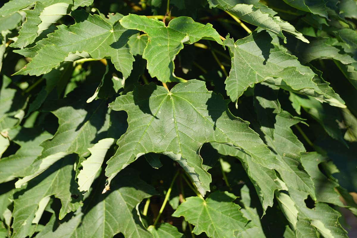 Acer pseudoplatanus 'Wilhelmina' meerstammig / struik