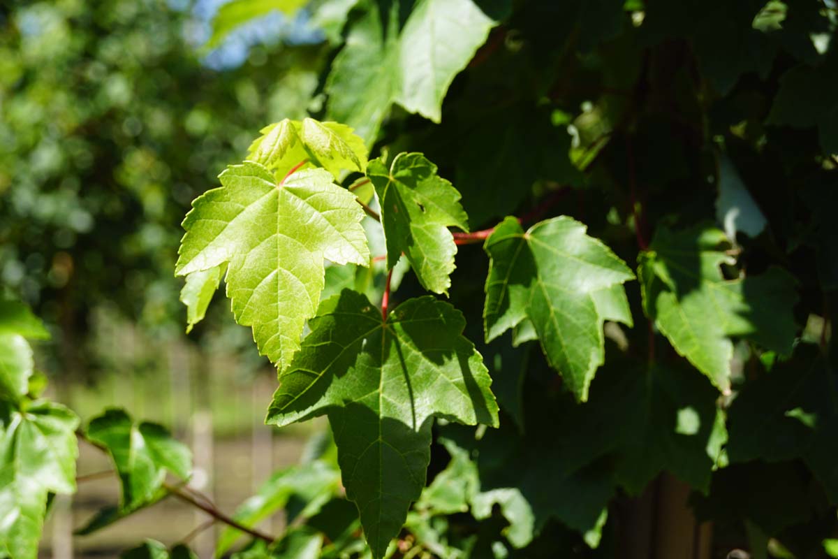 Acer rubrum 'Autumn Flame' Tuinplanten blad