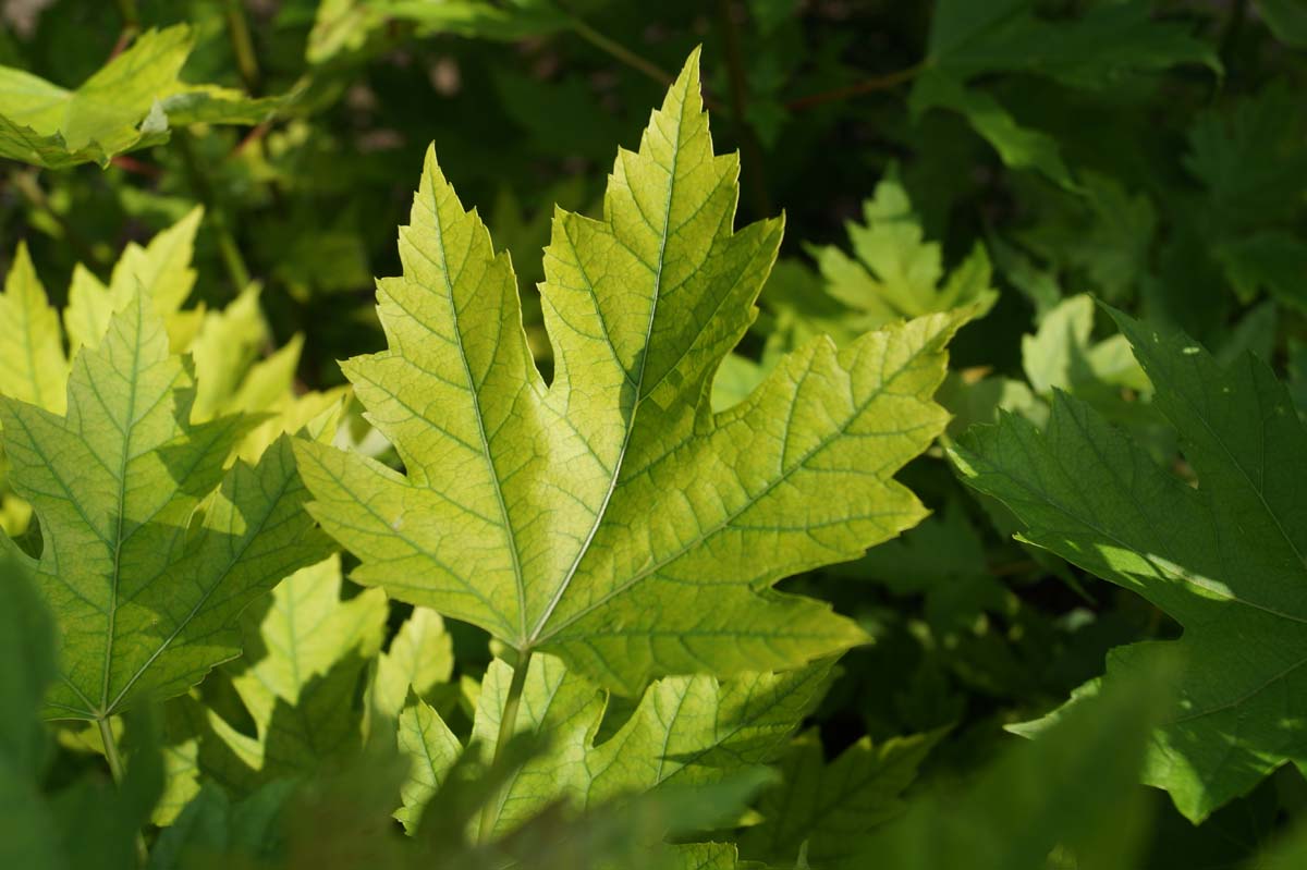 Acer saccharinum op stam