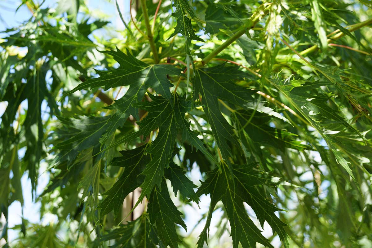 Acer saccharinum 'Born's Gracious' op stam blad