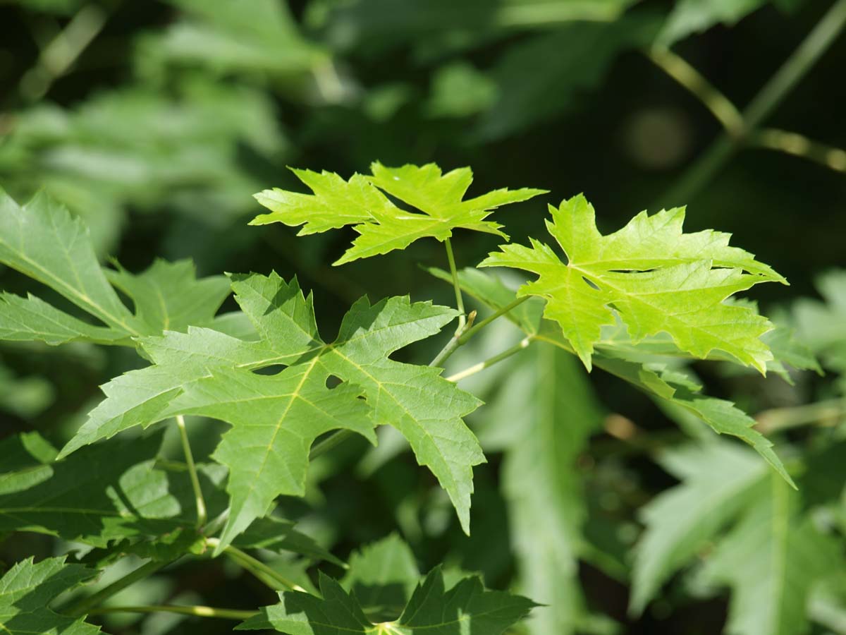 Acer saccharinum 'Pyramidale' Tuinplanten blad