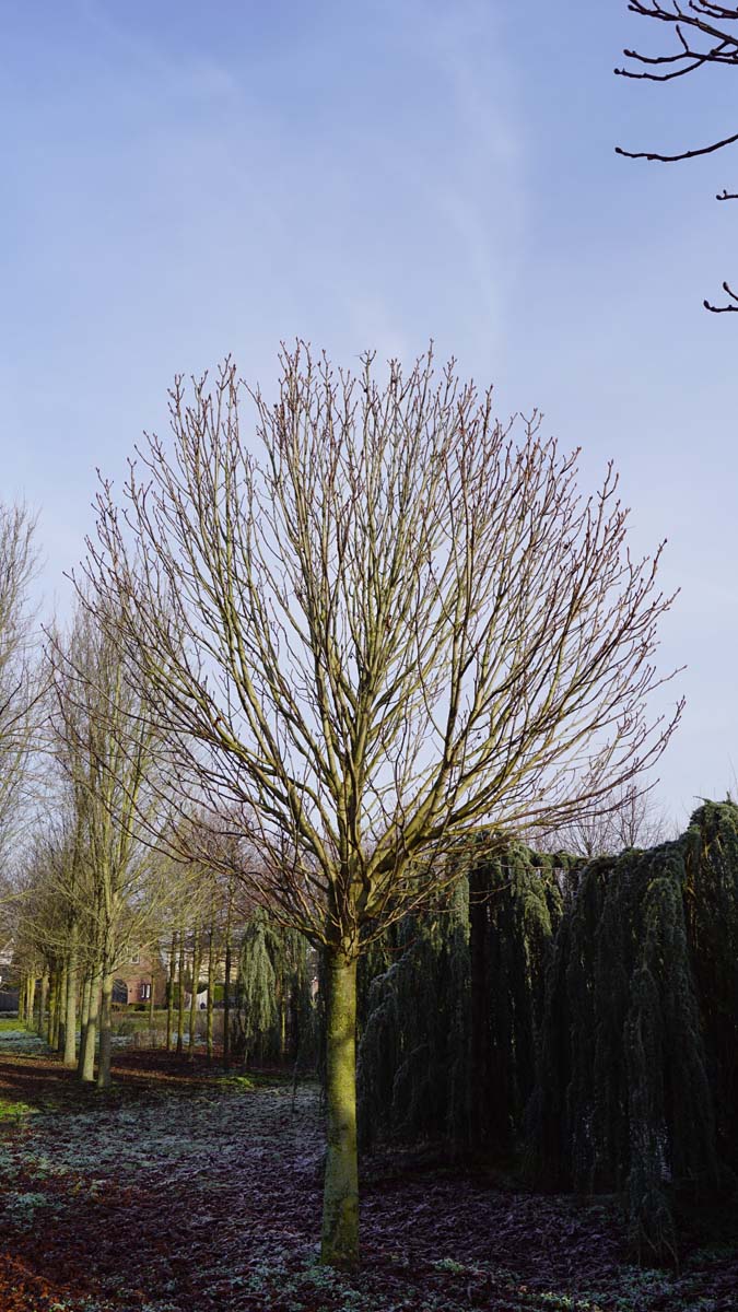 Aesculus hippocastanum 'Pyramidalis' op stam