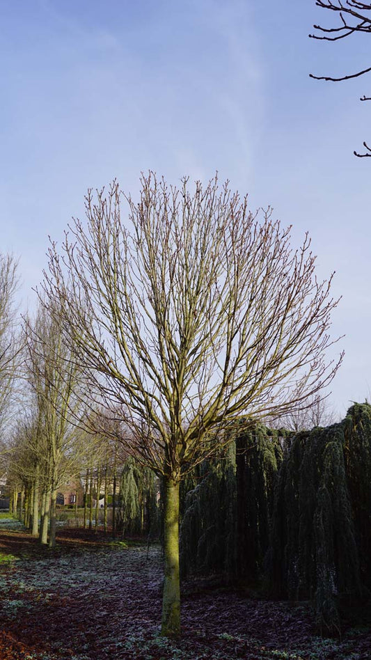 Aesculus hippocastanum 'Pyramidalis' meerstammig / struik