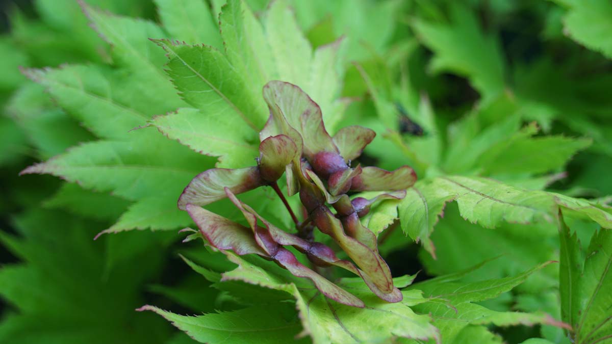 Acer shirasawanum 'Aureum' meerstammig / struik