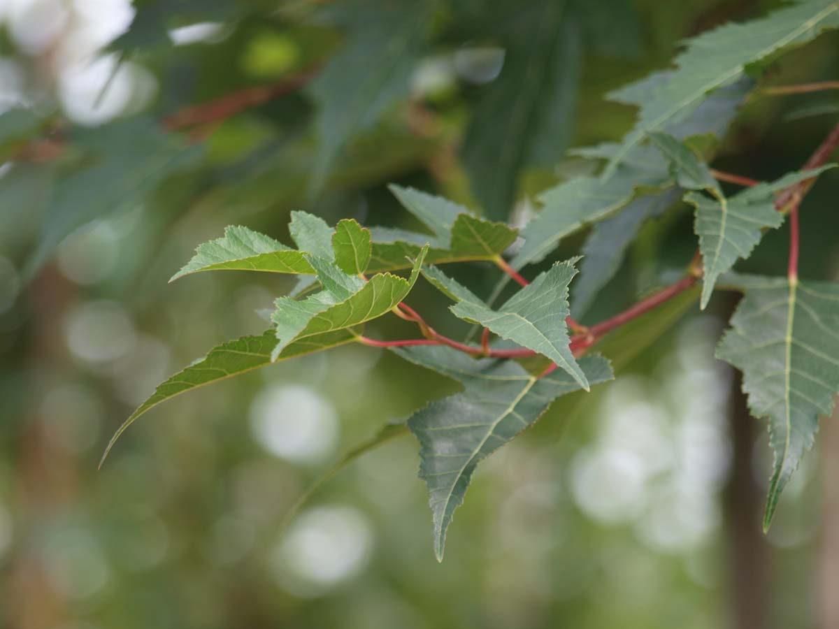 Acer tataricum ginnala dakboom blad