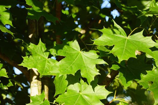 Acer 'Warrenred' Tuinplanten blad