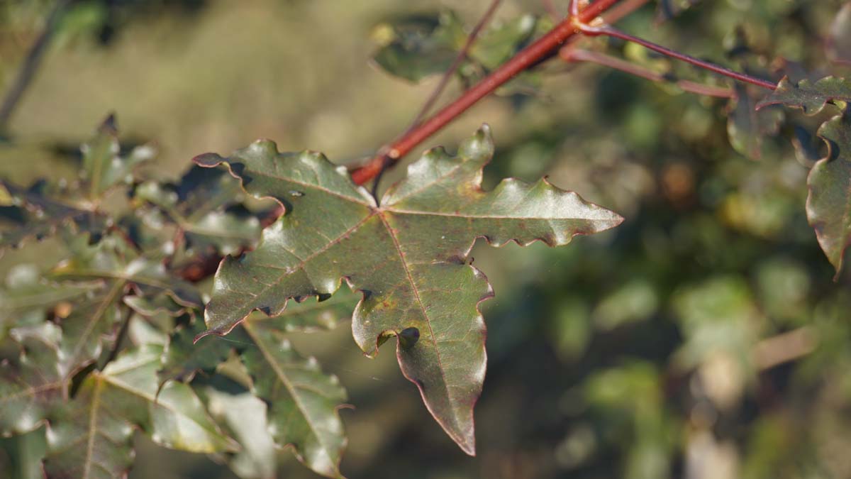 Acer zoeschense 'Annae' haagplant blad