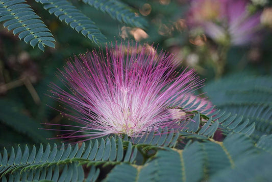 Albizia julibrissin haagplant bloem