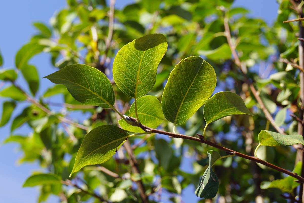 Amelanchier alnifolia 'Obelisk' leiboom blad