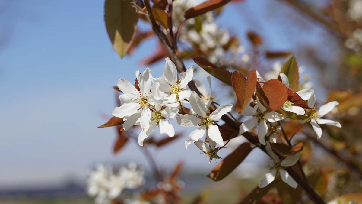 Amelanchier lamarckii op stam
