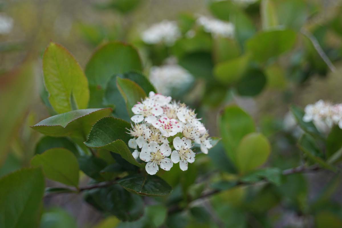 Aronia melanocarpa Tuinplanten bloesem