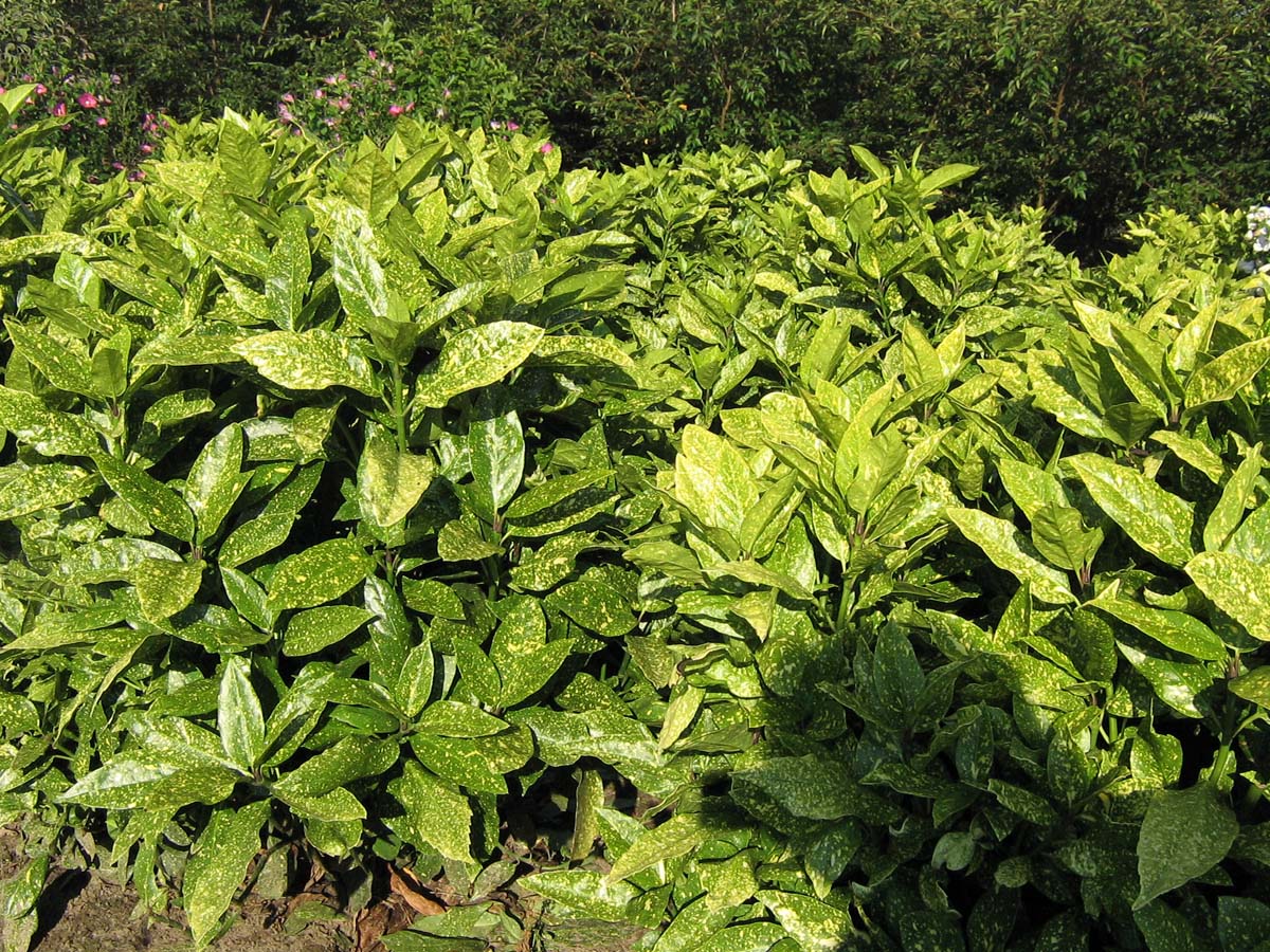 Aucuba japonica 'Variegata' meerstammig / struik twijg