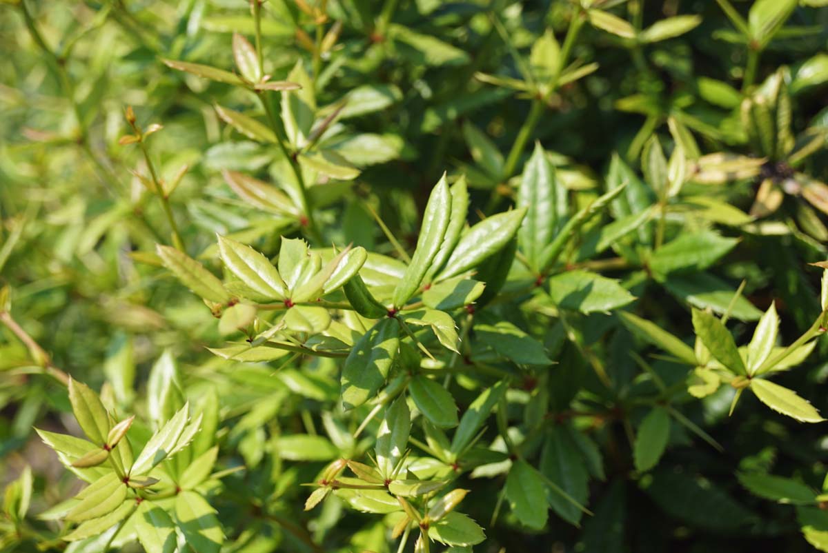 Berberis frikartii 'Amstelveen' meerstammig / struik