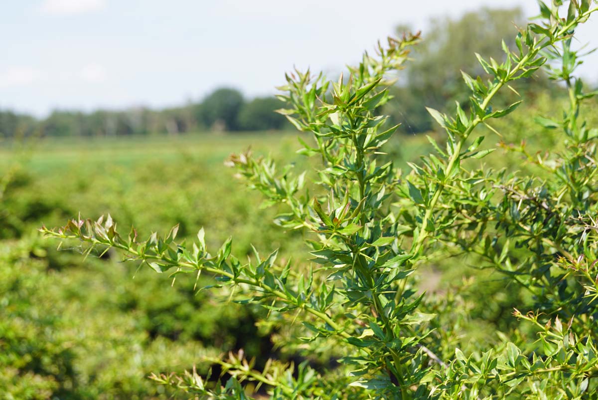 Berberis hybrido-gagnepainii 'Chenaultii' Tuinplanten