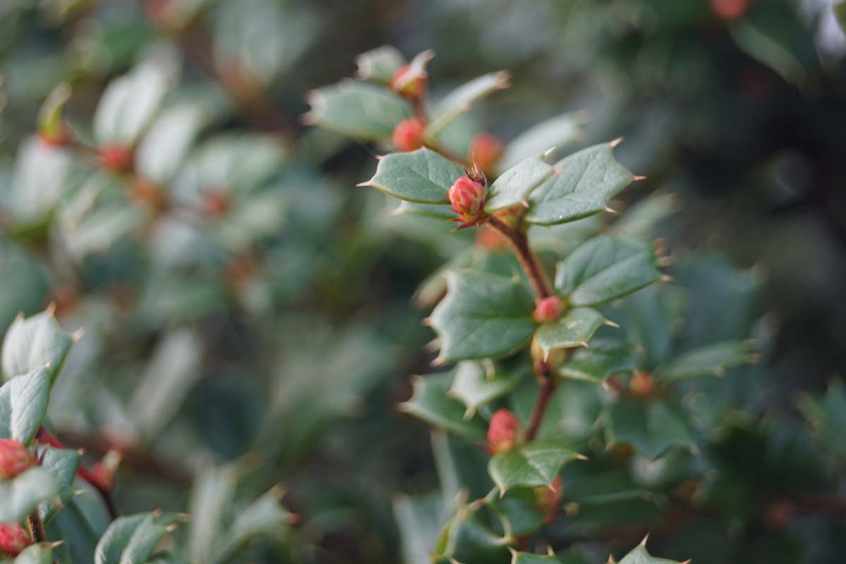 Berberis ottawensis 'Superba' Tuinplanten blad