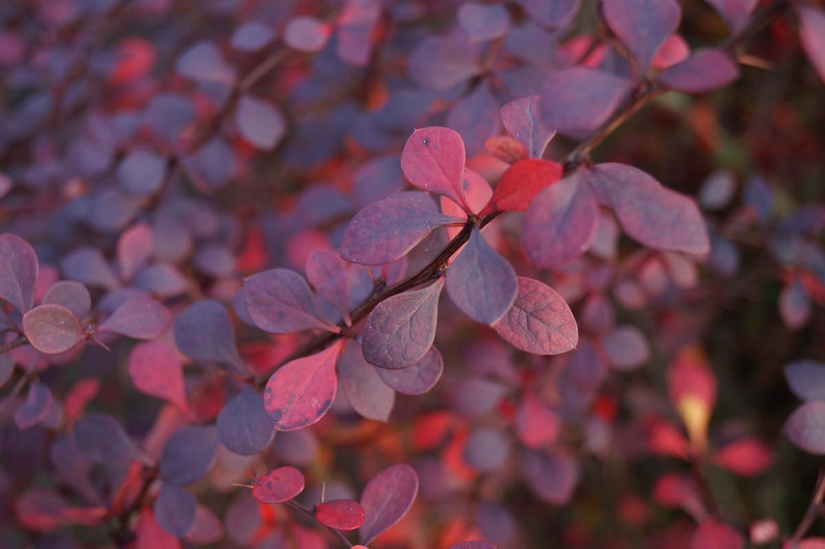 Berberis thunbergii 'Atropurpurea' haagplant blad