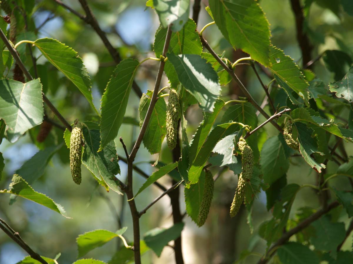 Betula utilis 'Fascination' meerstammig / struik