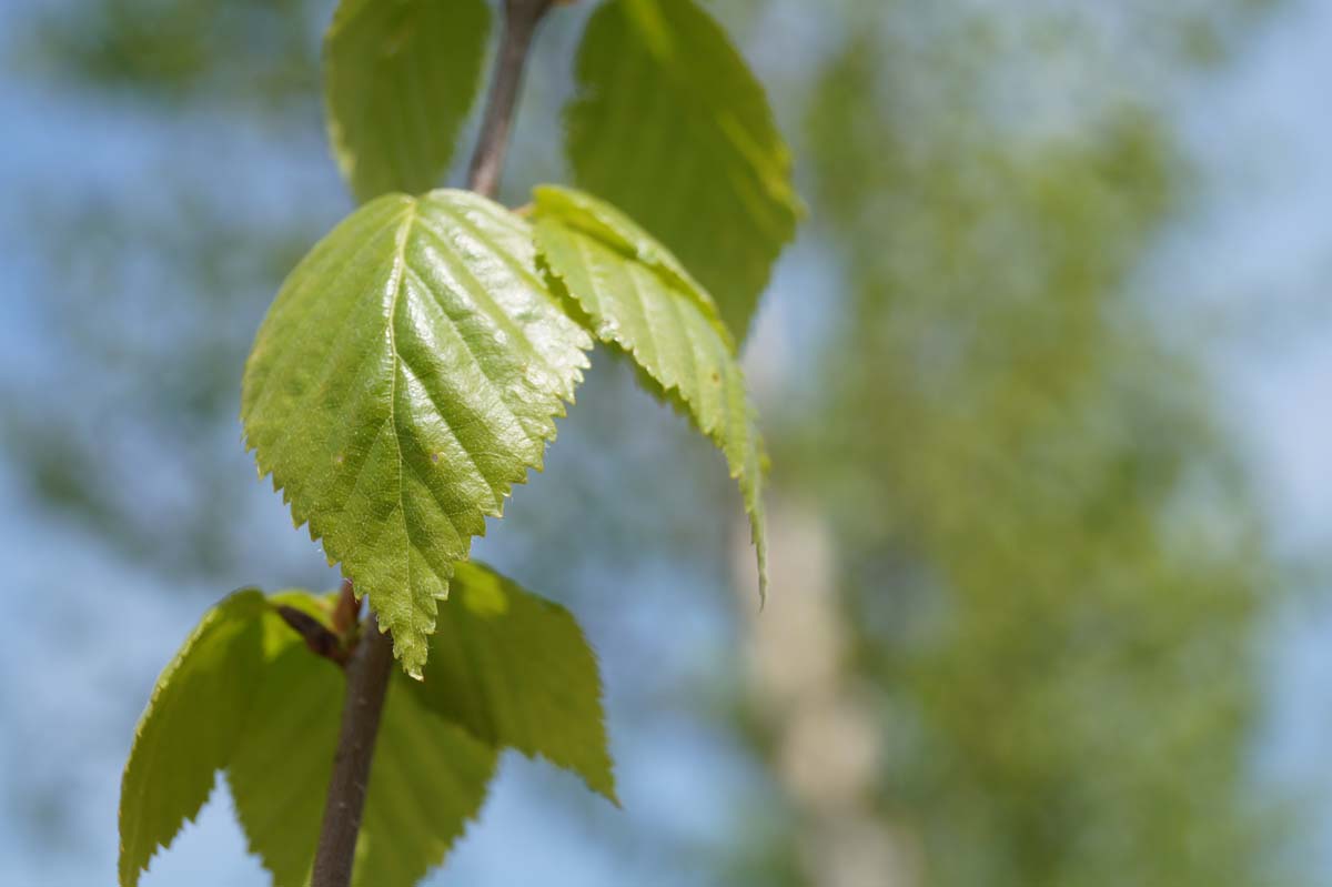 Betula ermanii 'Holland' solitair
