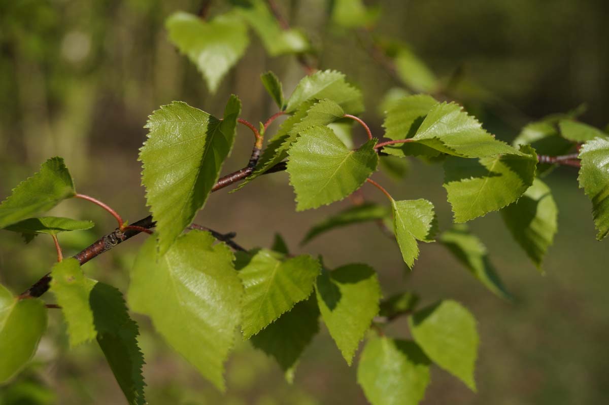 Betula pendula solitair blad