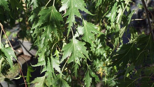 Betula pendula 'Crispa' meerstammig / struik