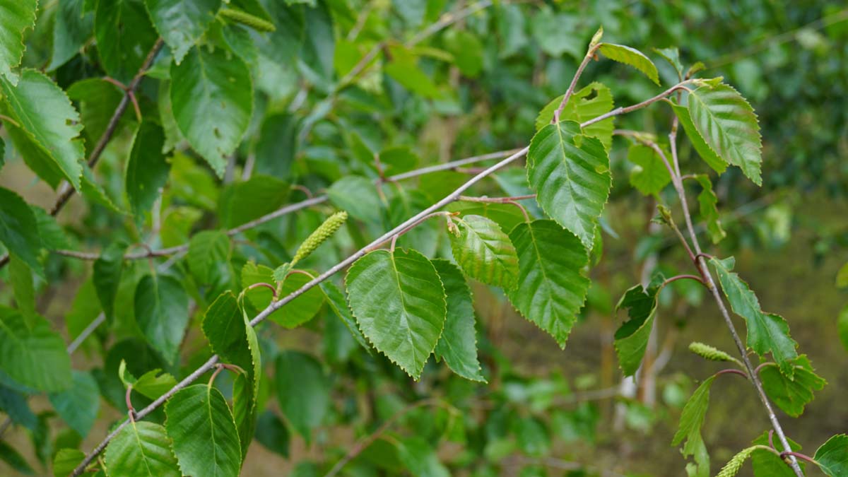 Betula utilis 'Doorenbos' dakboom