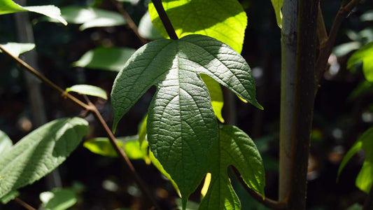 Broussonetia kazinoki Tuinplanten