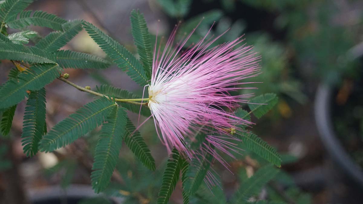 Calliandra surinamensis