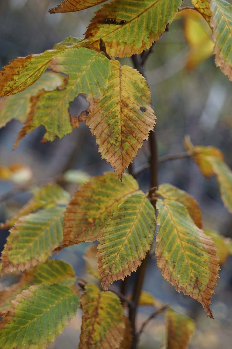 Carpinus betulus 'Frans Fontaine' Tuinplanten herfstkleur