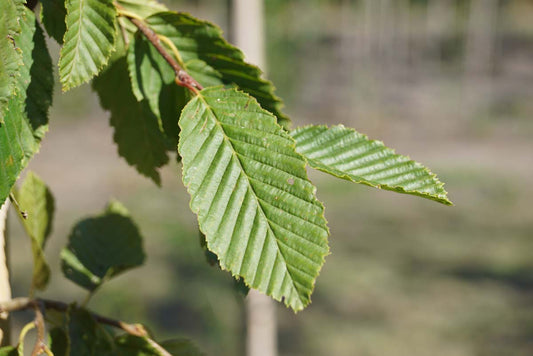 Carpinus betulus 'Pendula' op stam