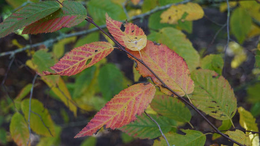 Carpinus cordata op stam