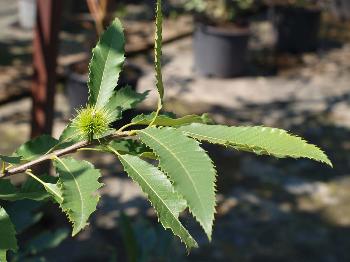 Castanea sativa Tuinplanten blad