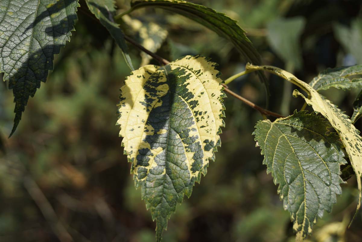 Celtis australis Tuinplanten blad